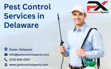 Pest Control in Wilmington: Prevention Tips for Homeowners