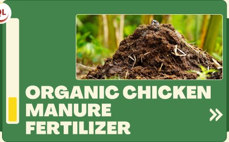 Organic Chicken Manure Fertilizer: Boosting Organic Farming in Vietnam