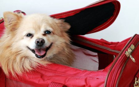 Safe Travels: Choosing the Right Puppy Car Carrier for Your Pet