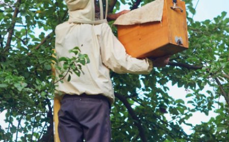 Hornet Control 101: How to Keep Hornets Out of Your Home and Yard